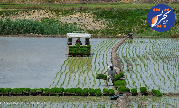 خودکفایی تولید برنج در داخل شدنی است