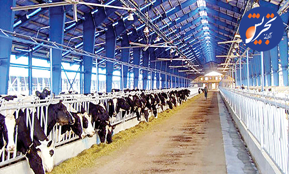 «تب برفکی» به انسان منتقل نمی‌شود / محصولات دام‌های مبتلا وارد بازار نمی‌شود