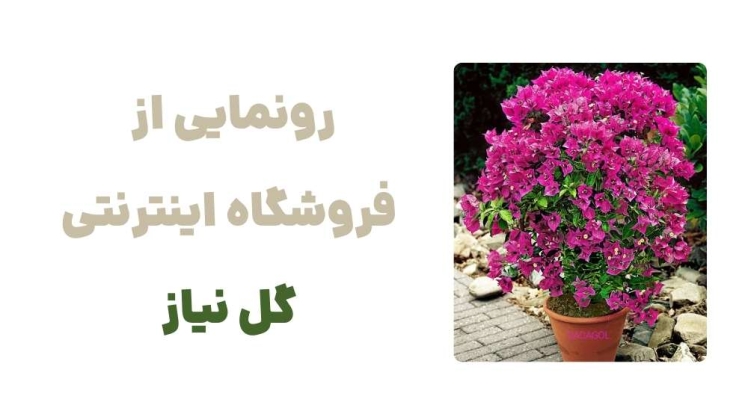 رونمایی از وبسایت گل نیاز، فروشگاهی برای عاشقان گل و گیاه