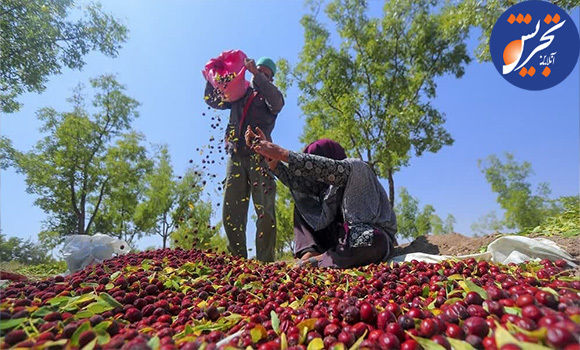 نبض مروارید‌های سرخ در دستان دلالان/ قیمت گذاریِ دولت هم کشاورزان را راضی نکرد