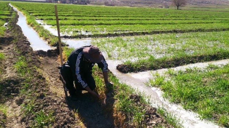 الگوی کشت با فشار بر منابع آبی مناطق بحرانی را وسیع تر می کند