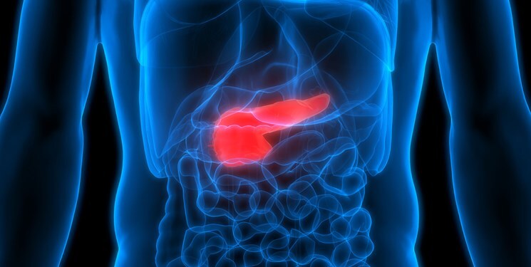  ارتباط کمبود انسولین با سایز لوزالمعده کشف شد