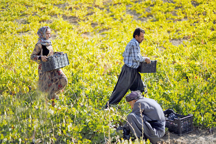 شناسنامه‌دار کردن باغ‌های کردستان بستری برای ساماندهی تولید