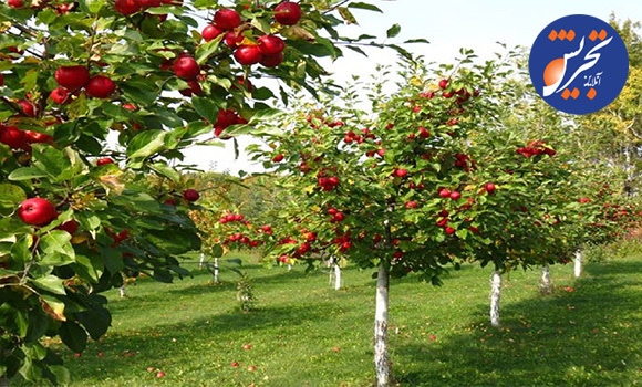 میوه‌ای که سُرب را از بدن دفع می‌کند