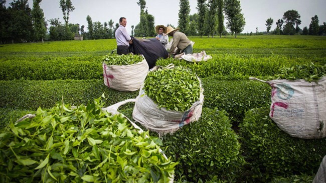 وضعیت تجارت چای نگران‌کننده است