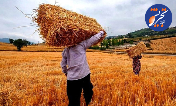 کاهش ۳۵ درصدی خرید تضمینی گندم در پی تداوم خشکسالی؛ خودکفایی در خطر است؟